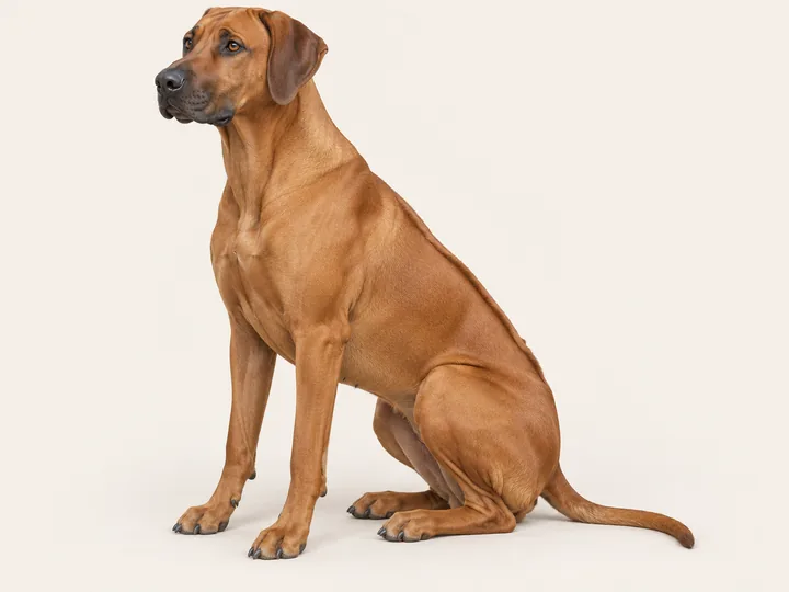 Illustration of a Rhodesian Ridgeback