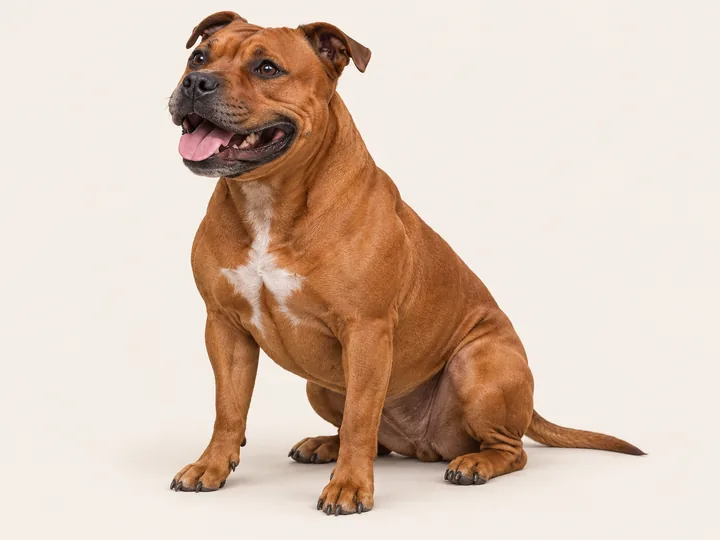 Illustration of a Staffordshire Bull Terrier