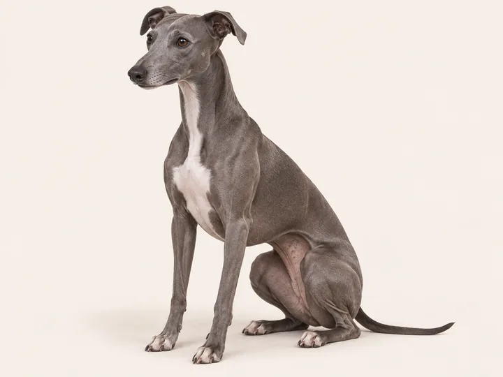 Illustration of a Whippet